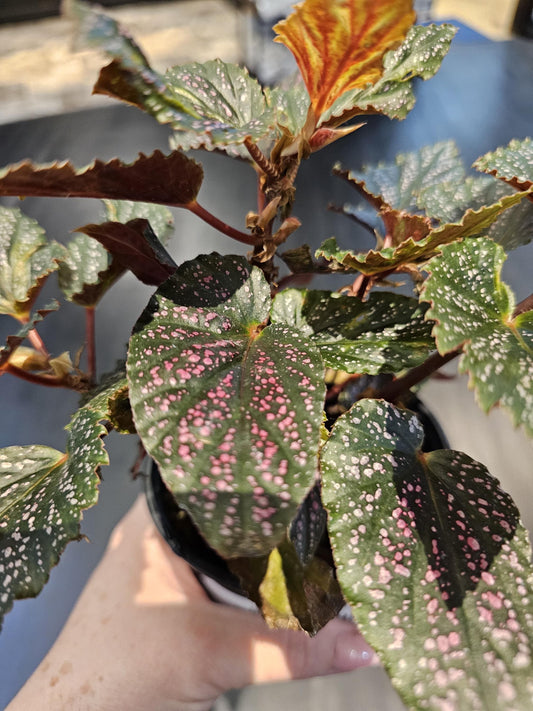 Rex Begonia Spitfire 4"