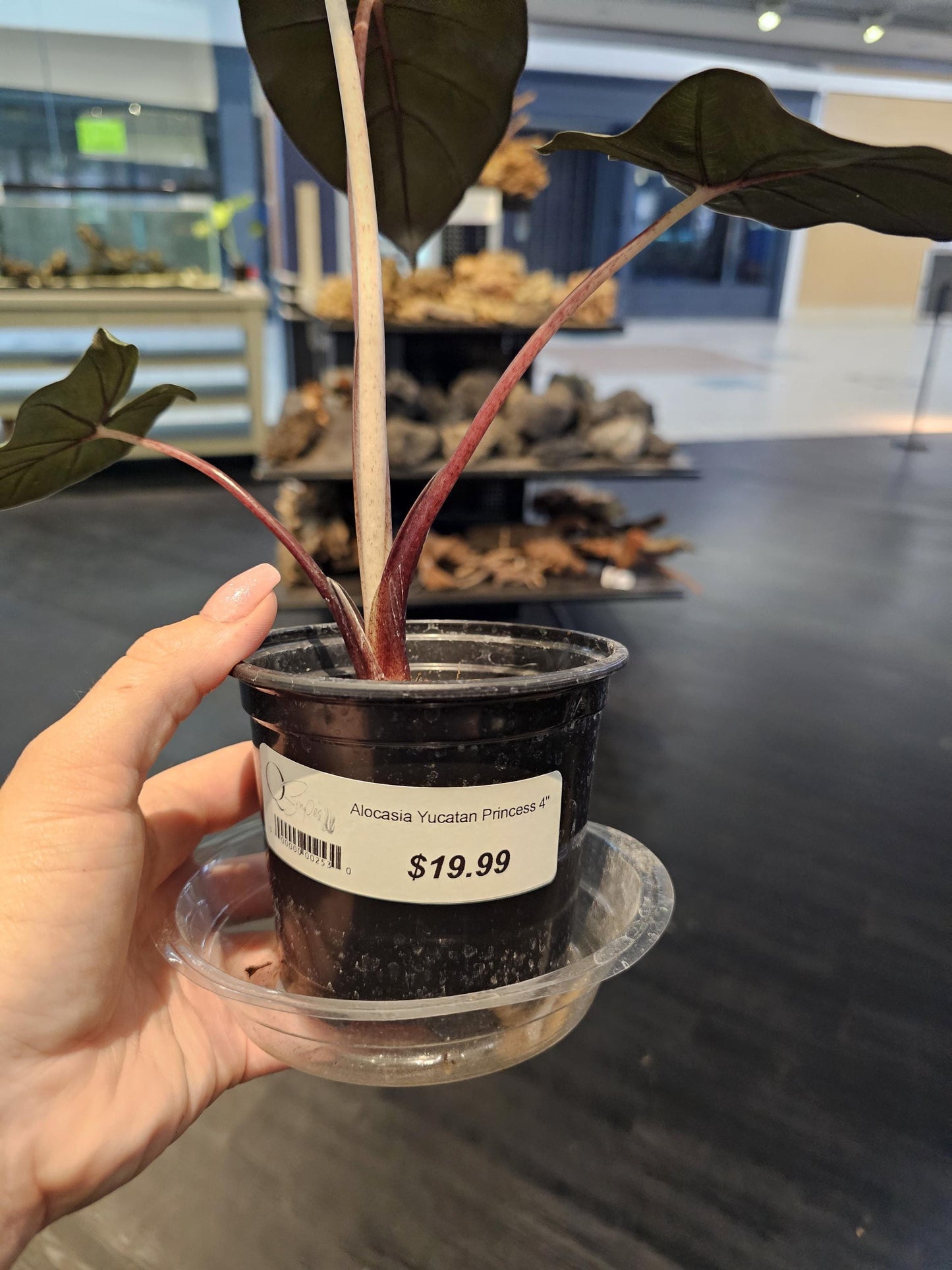 Alocasia Yucatan Princess 4"