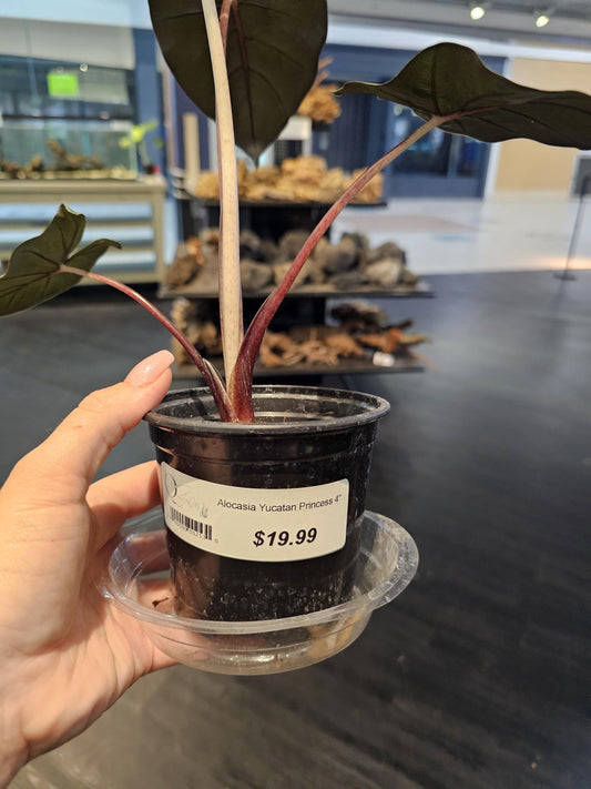 Alocasia Yucatan Princess 4"
