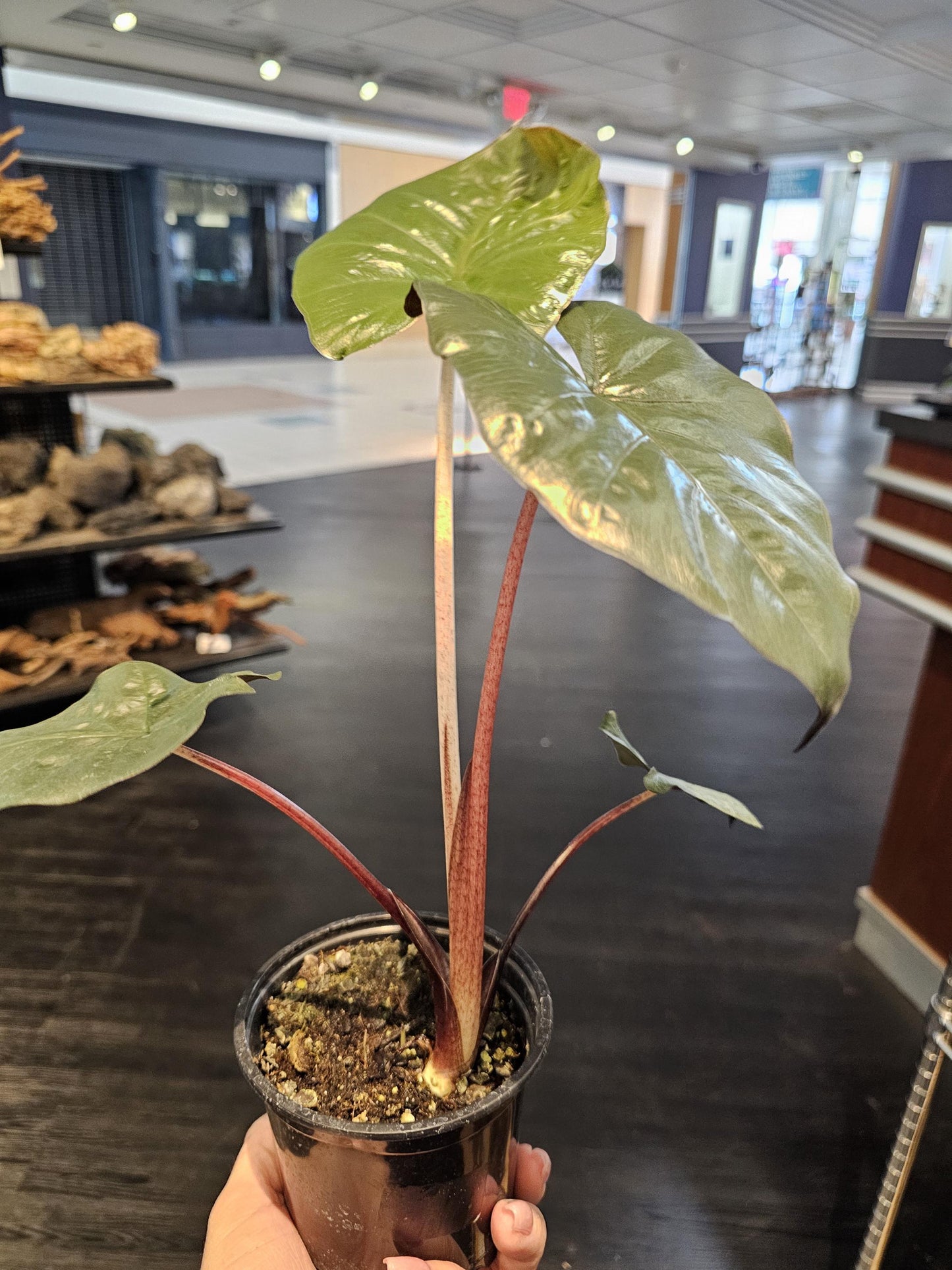 Alocasia Yucatan Princess 4"