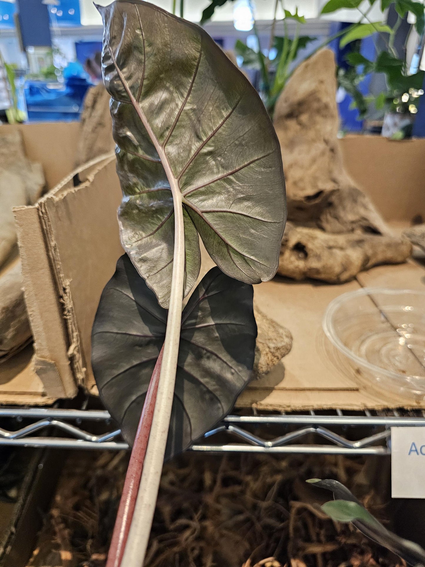 Alocasia Yucatan Princess 4"