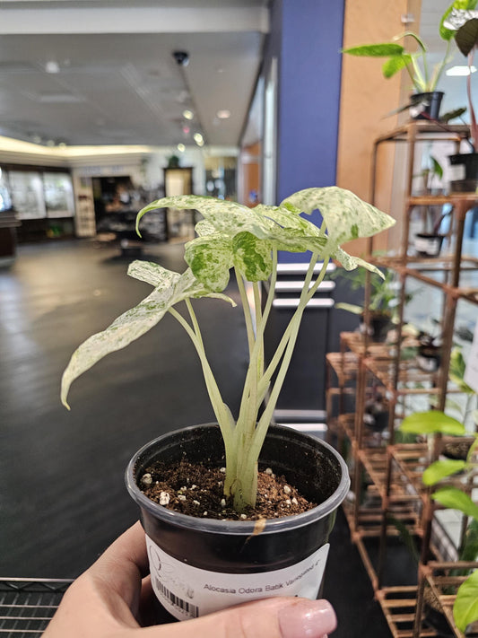 Alocasia Odora Batik Verigated 4"