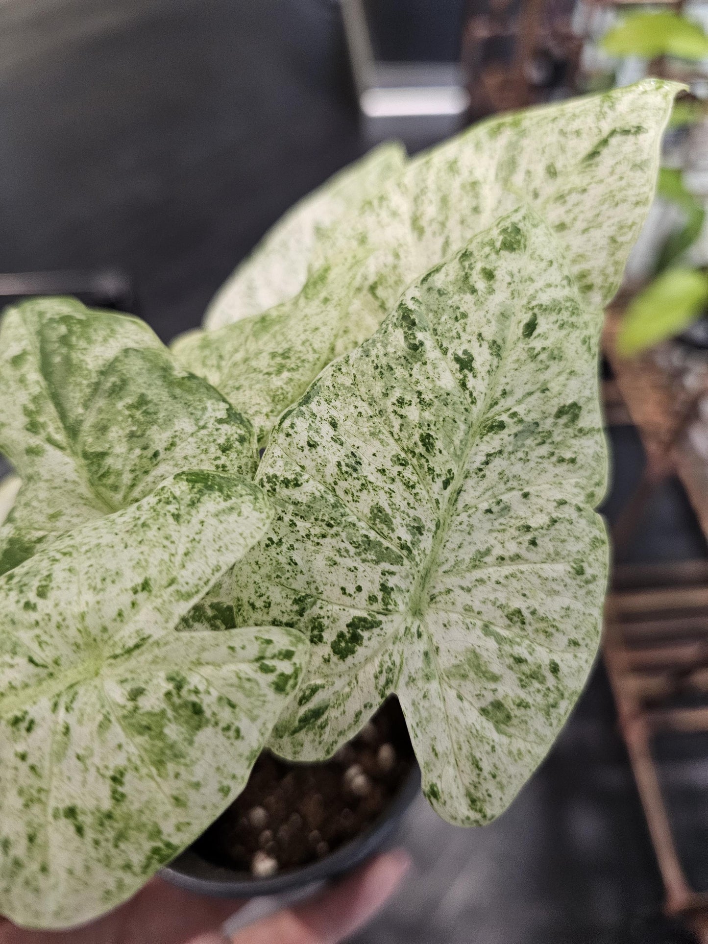 Alocasia Odora Batik Verigated 4"