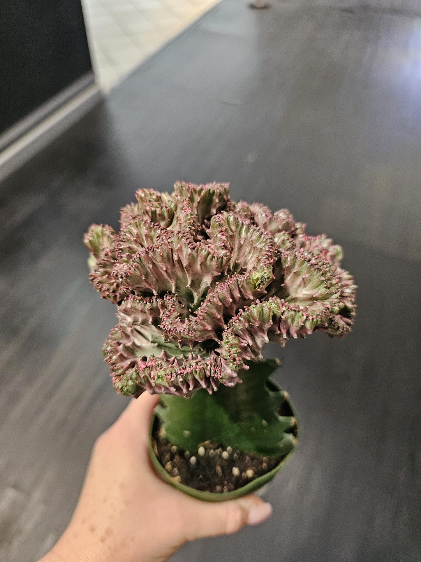 Light Purple Mermaid Tail Cactus  4"
