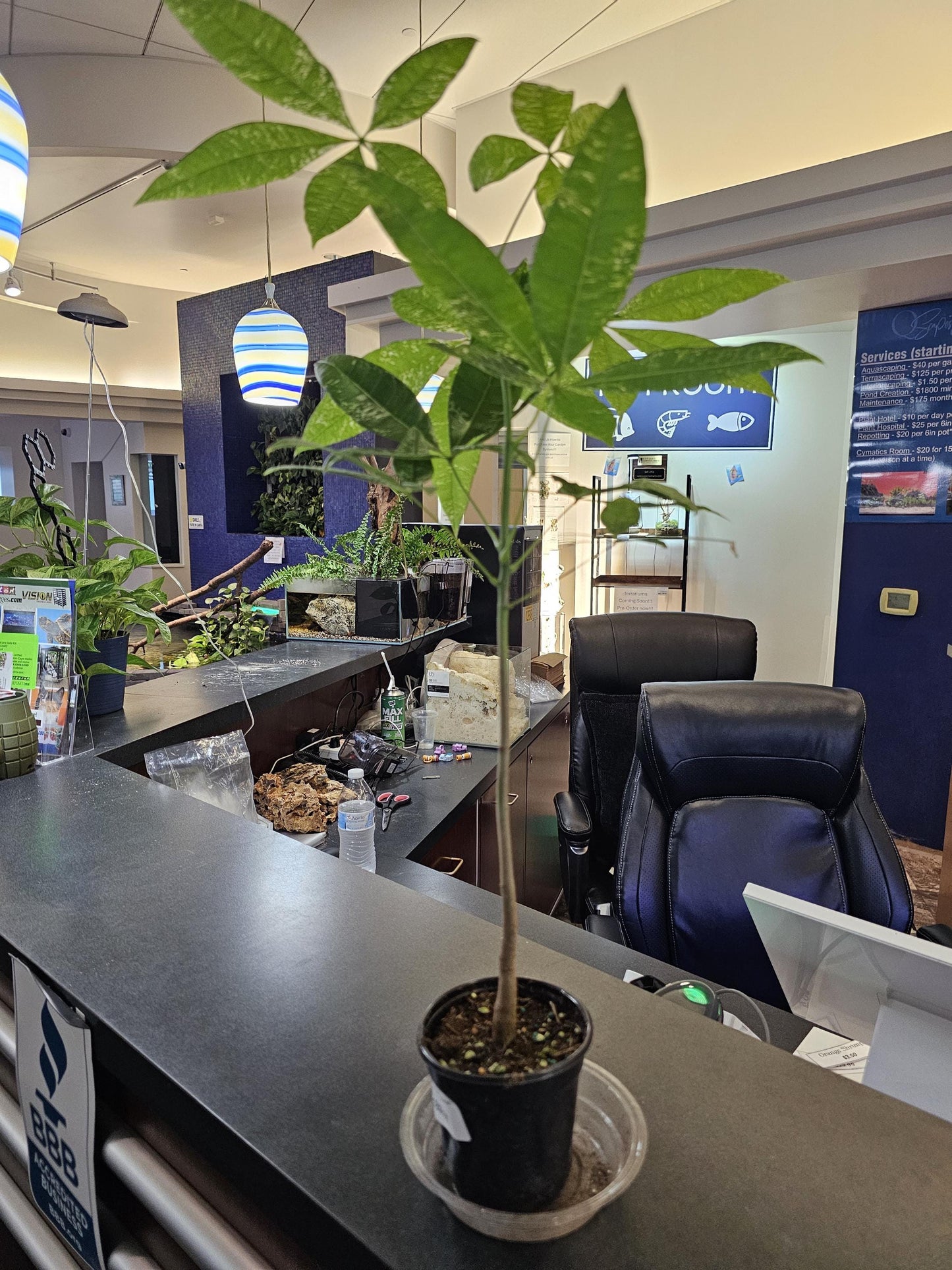 Pachira Verigated Money Tree 4"