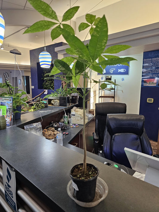 Pachira Verigated Money Tree 4"