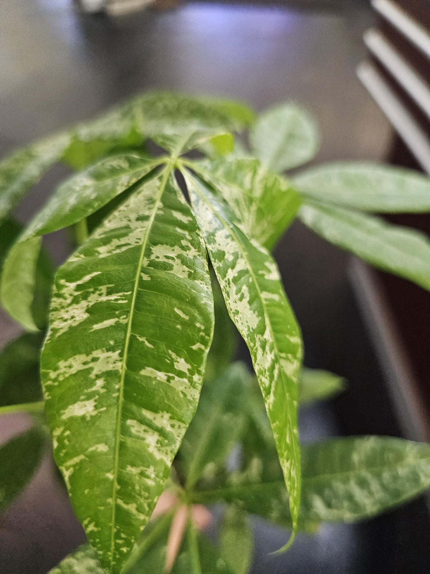 Pachira Verigated Money Tree 4"