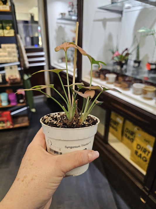 Syngonium tricolor 4"