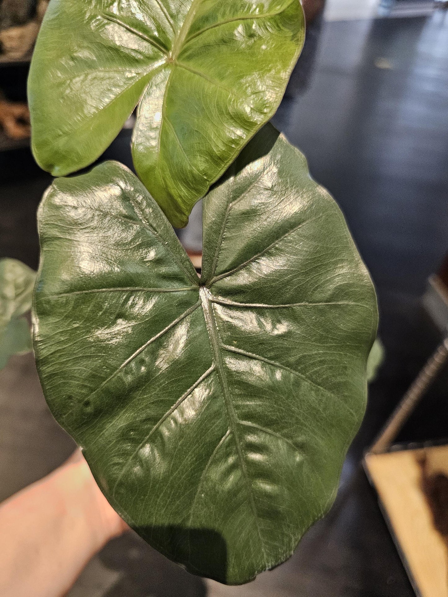 Alocasia Yucatan Princess 4"