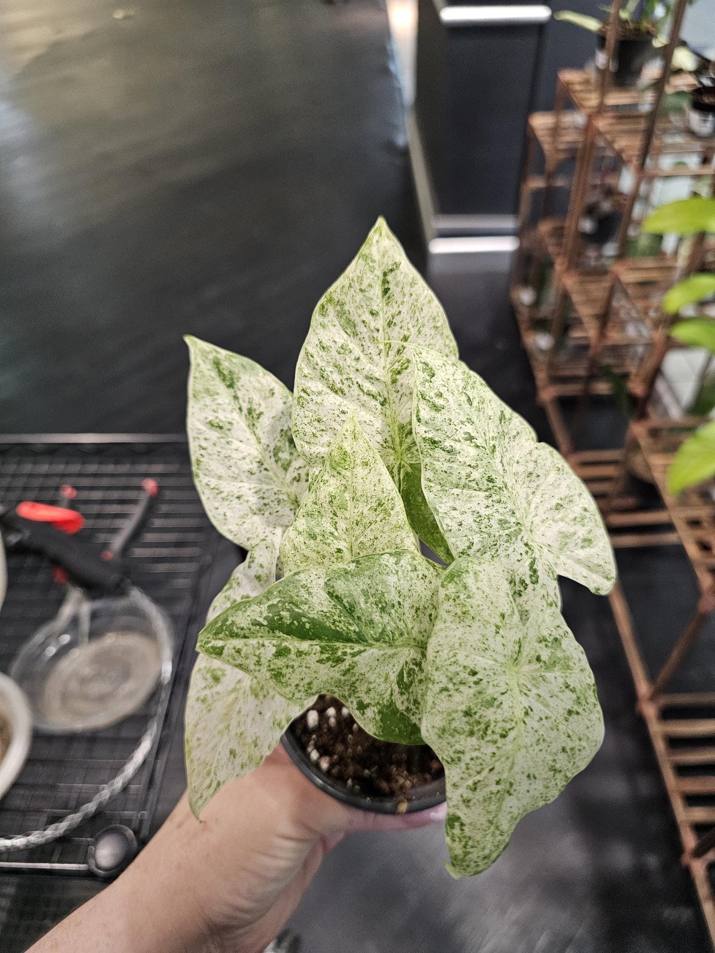 Alocasia Odora Batik Verigated 4"