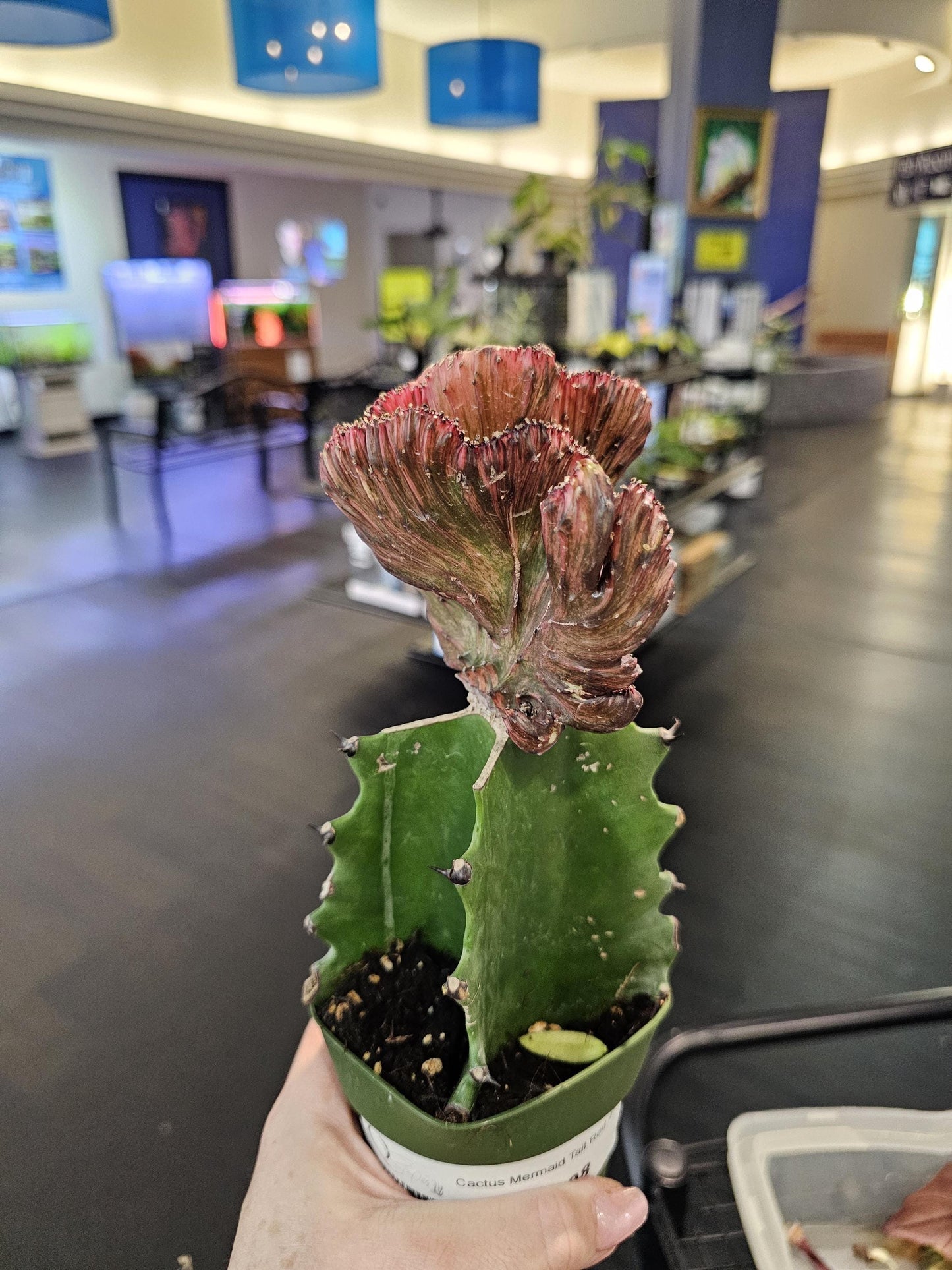 Red Mermaid Tail Cactus 4"