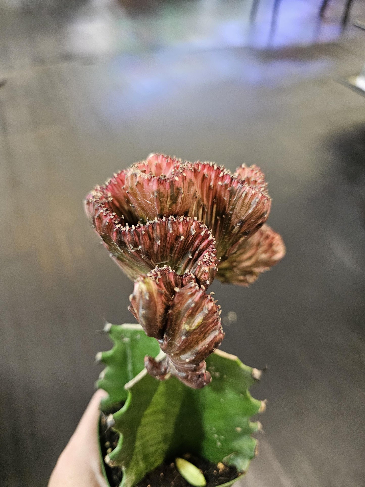 Red Mermaid Tail Cactus 4"