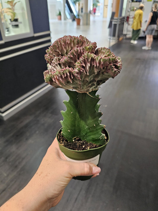 Light Purple Mermaid Tail Cactus  4"