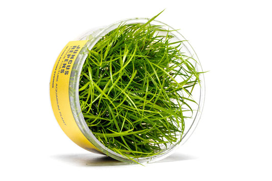 Juncus Repens Tissue Culture