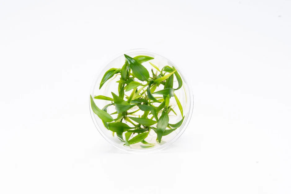 Lagenandra Thwaitesii Tissue Culture