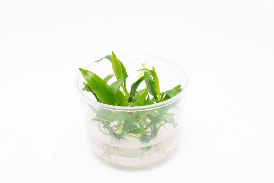 Lagenandra Thwaitesii Tissue Culture