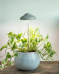 Instant Sun Grow Lamp from We The Wild