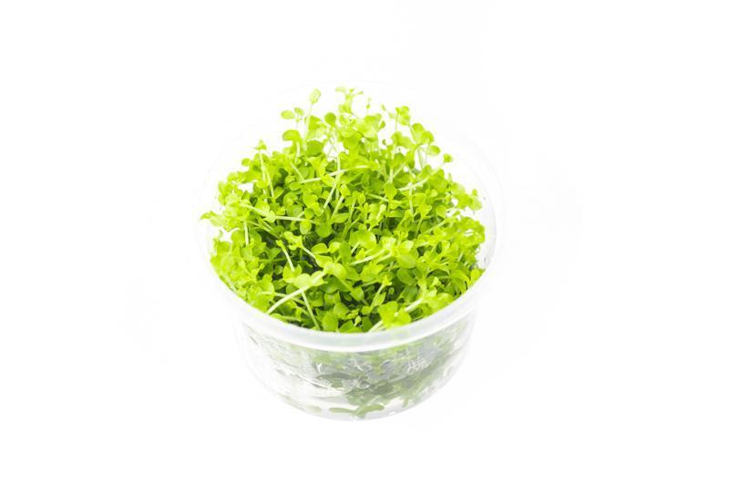 Micranthemum 'Monte Carlo' Tissue Culture