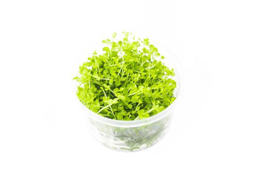 Micranthemum 'Monte Carlo' Tissue Culture