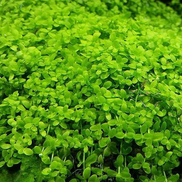 Micranthemum 'Monte Carlo' Tissue Culture