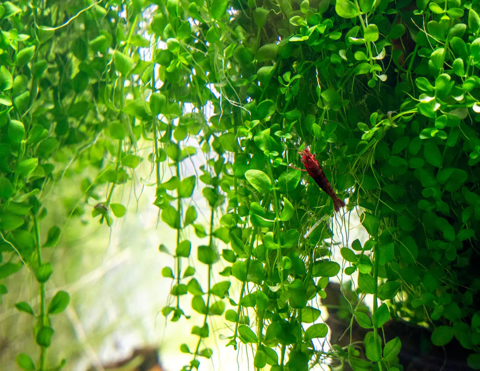 Micranthemum 'Monte Carlo' Tissue Culture