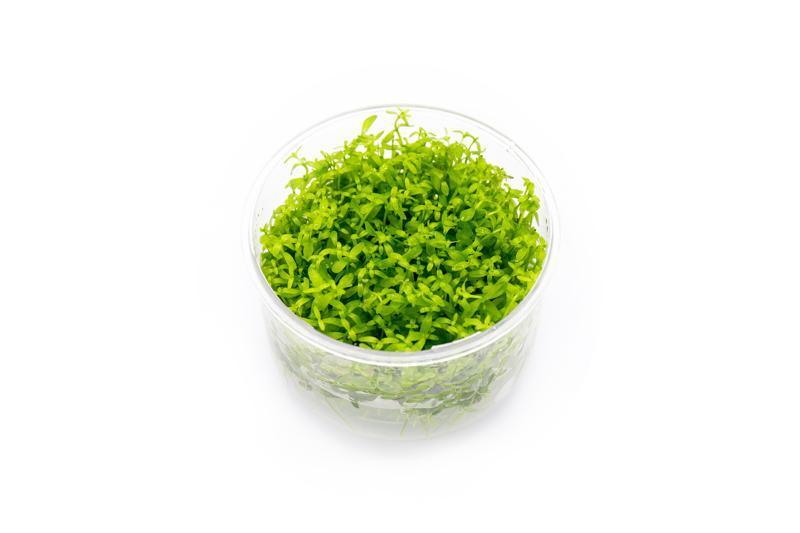 Hemianthus Micranthemoides 'Pearl Weed' Tissue Culture